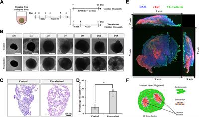 Wnt signaling directs human pluripotent stem cells into vascularized cardiac organoids with chamber-like structures